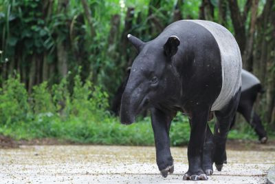 Зоопарк Негара: Входной билет - photo 2