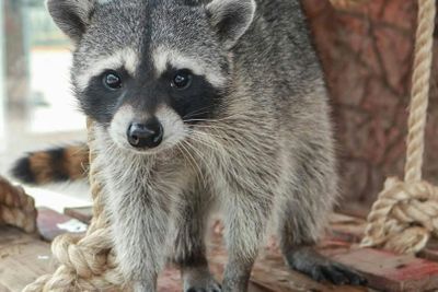 Океанариум Мичин, Пуэбла: Входной билет - photo 2
