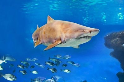 Аквариум Пальмы: Входной билет + трансфер из района Кальвиа - photo 2