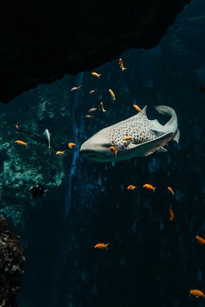 Аквариум Гран-Лион: Входной билет - photo 2