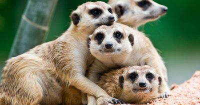 Terra Natura Murcia: Входной билет