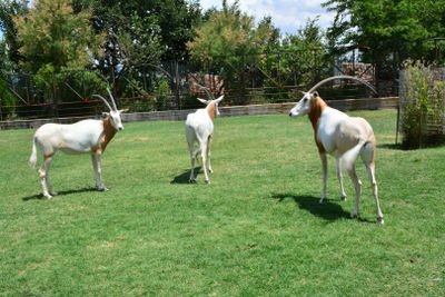 Зоопарк Коки: Входной билет - photo 2