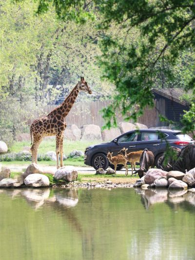 Парк Natura Viva: билет с открытой датой