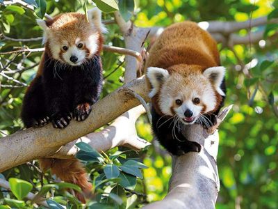 Парк Loro Parque: Входной билет + Перевозка транспортом