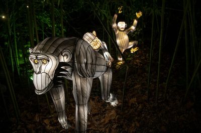 Зоопарк Бронкса: праздничные огни - photo 2