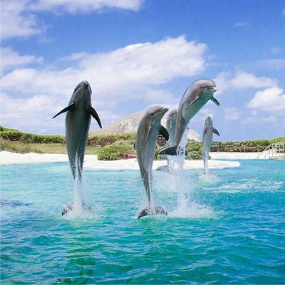 Парк Sea Life на Гавайях: Входной билет