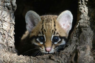 ZOA Parc: Входной билет - photo 2