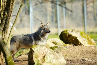 Thot Парк: входной билет