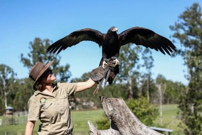 Одинокий заповедник Коала: Входной билет - photo 2