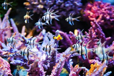 МОРСКАЯ ЖИЗНЬ Океанский мир Бангкока: Входной билет