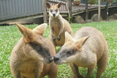 Сады коалы в Куранде: Входной билет - photo 2