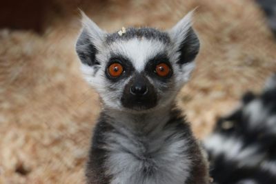 Океанариум Мичин в Гвадалахаре: Входной билет - photo 2