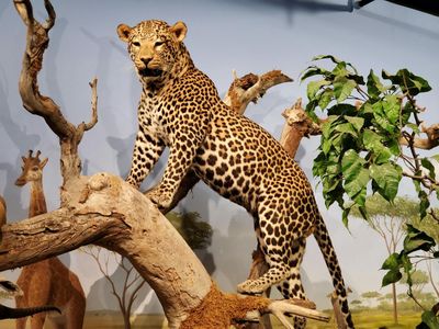 Музей естественной истории Лас-Вегаса: Входной билет - photo 2