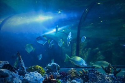 Exploris Aquarium: Входной билет