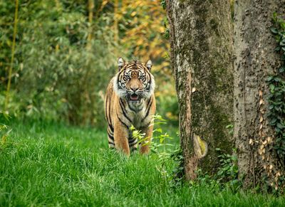 Нашвиллский зоопарк в Грассмере: Билет с быстрым входом