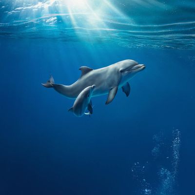 Аквариум Генуи: Запись зарезервирована