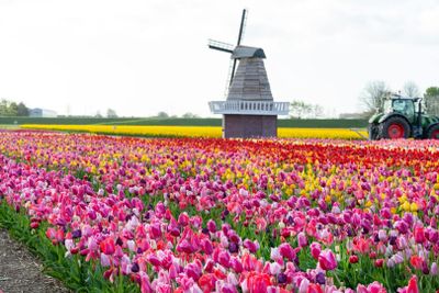 The Tulip Barn: Входной билет - photo 2