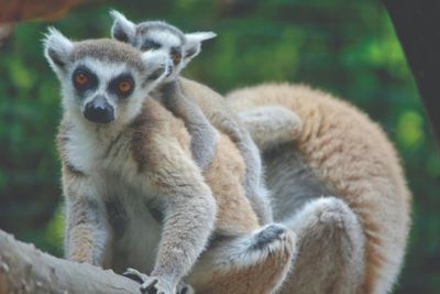 Сафари-парк Помбии: Входной билет - photo 2