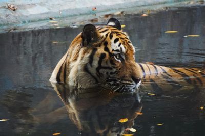 Зоопарк Негара: Входной билет