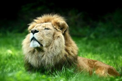 GaiaZOO: Входной билет - photo 2