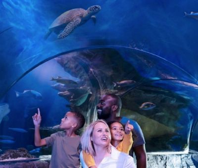 МОРСКАЯ ЖИЗНЬ Аризона: Входной билет