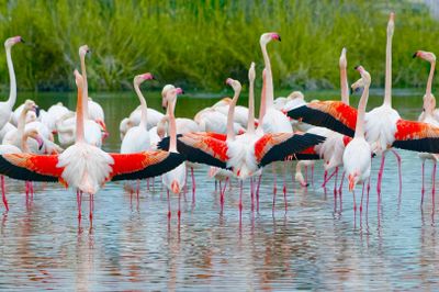 GaiaZOO: Входной билет