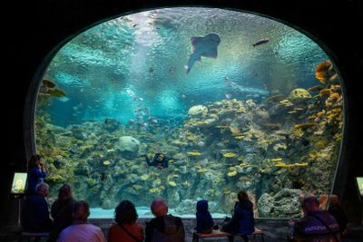 Сиэтлский аквариум: Входной билет