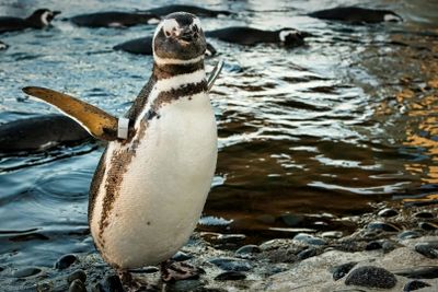 Аквариум Тихого океана: Билет с входом без очереди - photo 2