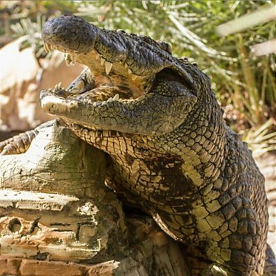 Gatorland Orlando: Билет с входом без очереди - photo 2