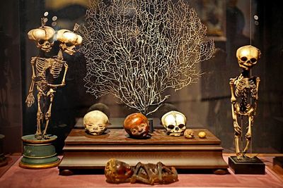 Петровская Кунсткамера — аудиоэкскурсия в приложении (без билета)