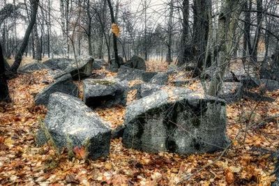 Комарово. Аудиопрогулка по Морской стороне - photo 3
