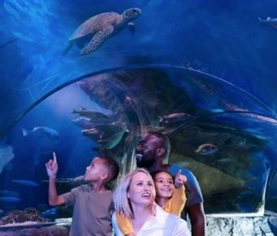 SEA LIFE Aquarium в ресторане American Dream: общий билет - photo 4