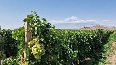 Вкусы Армянского нагорья — «Ароматы Армении». Аудиосборник для тех, кто хочет познакомиться с армянской кухней. - photo 4