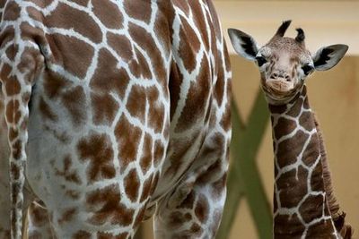 Зоопарк ARTIS Amsterdam Royal Zoo & Micropia: входной билет без очереди - photo 4