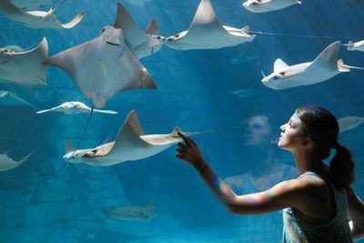 SeaWorld Орландо: входной билет с дополнительной быстрой очередью - photo 3
