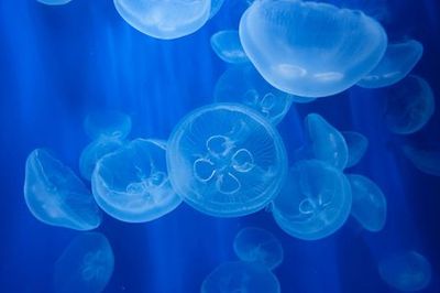 Aquarium of Genoa: Skip The Line Ticket - photo 4