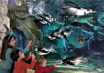 Aquarium of Cattolica: Fast Track Ticket - photo 4