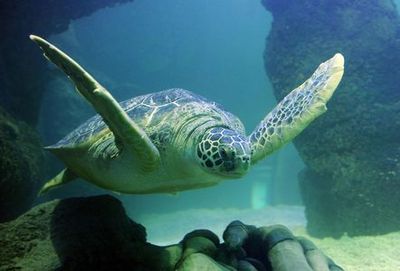 SEA LIFE Сан-Антонио: Входной билет - photo 4