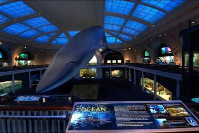 Американский музей естественной истории (AMNH): все выставки по билетам - photo 4