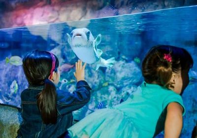 МОРСКАЯ ЖИЗНЬ в Mall of America: Входной билет - photo 4