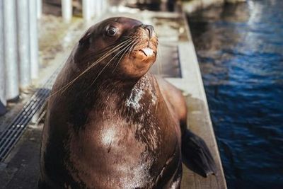 Ванкуверский аквариум: Входной билет - photo 4