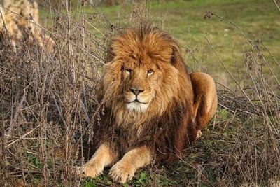 Lumigny Safari Reserve &Terre de Singes: входной билет - photo 4