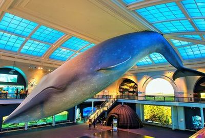 Biglietto per il Museo Americano di Storia Naturale e tour audio all'interno dell'app - photo 3