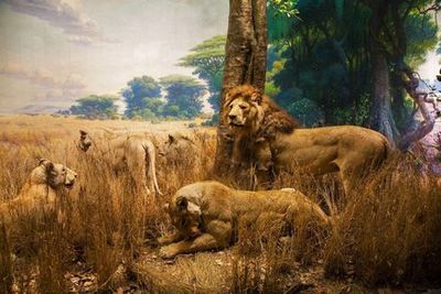 Entrada al Museo Americano de Historia Natural y audioguía en la aplicación - photo 4