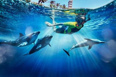 Aquaventure: Входной билет + плавание с дельфинами в деревне Атлас - photo 3