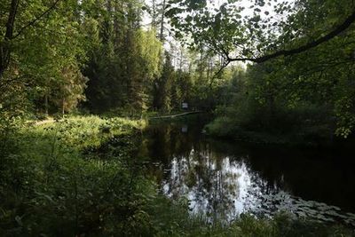 Линдуловская роща: аудиоэкскурсия по несерьезному экомаршруту - photo 3