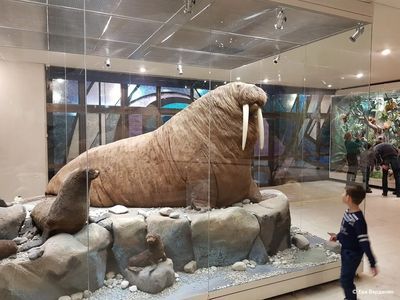 Москва: Дарвиновский музей — билет и аудиоэкскурсия в приложении - photo 3