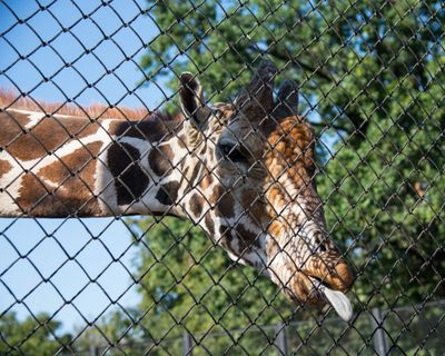 Московский зоопарк: билеты с аудиоэкскурсией для всей семьи - photo 2