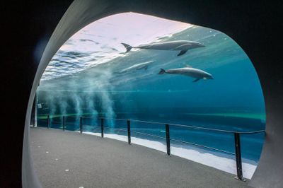 Aquarium of Genoa: Skip The Line Ticket - photo 2