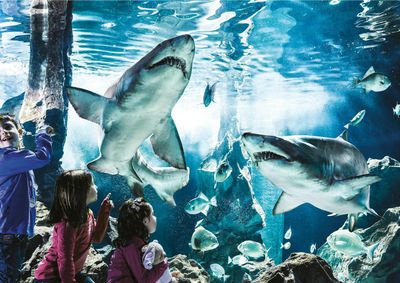 Aquarium of Cattolica: Fast Track Ticket - photo 2